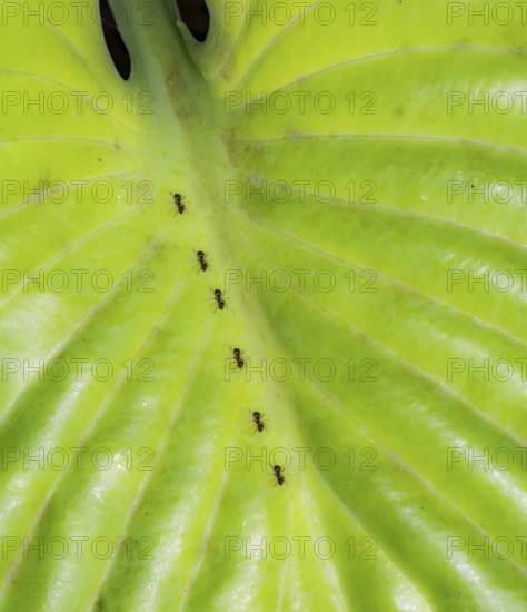 Ants crawling on the green leaf of a hosta plant