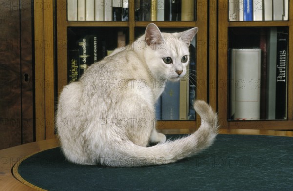 Burmilla Domestic Cat, Adult sitting near Bookshelf