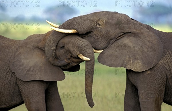 African Elephant (loxodonta africana), Immatures playfighting, close-up of heads, Kenya, Africa