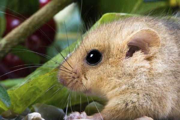 COMMON DORMOUSE (muscardinus avellanarius), PORTRAIT OF ADULT, NORMANDY IN FRANCE
