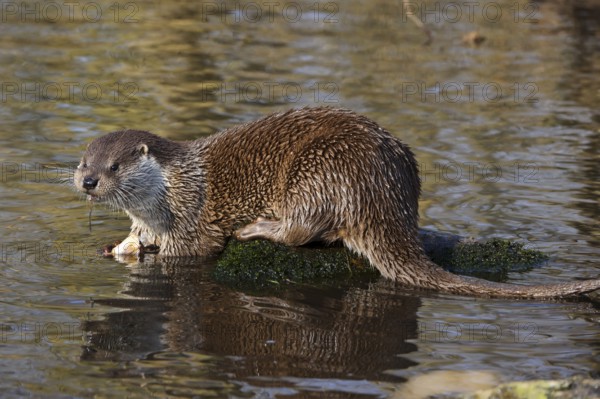 European European otter (Lutra lutra), European