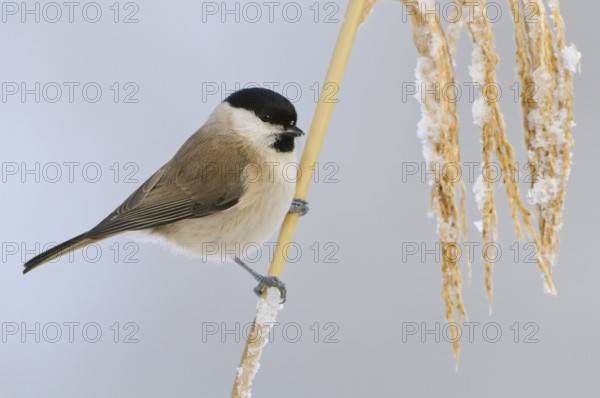 Willow tit (Parus montanus) , Tit, Tit, Lower Saxony, Germany, Europe