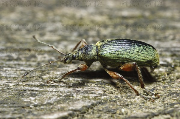 Green weevil (Phyllobius pyri), lateral view