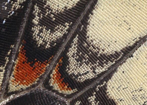 Detail of the wing of a Butterfly (Lepidoptera)