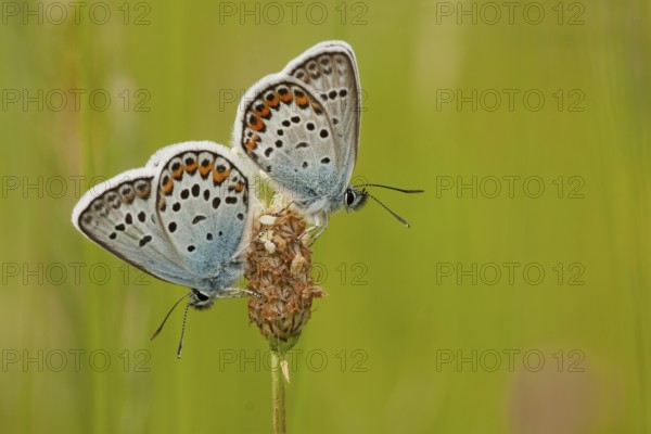 Silver-studded blue (Plebejus argus) North Rhine-Westphalia, Germany, Europe