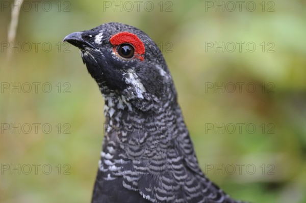 Spruce Grouse, male, Cap Breton Highlands National Park, Nova Scotia (Dendragopus Canada Grouse (Falcipennis canadensis), Canada, North America