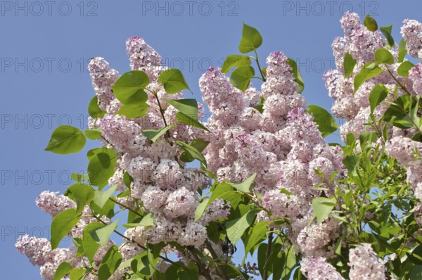 Flowering pink Common Lilac (Syringa vulgaris), Germany, Europe