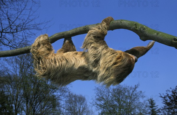 Linnaeus's two-toed sloth (choloepus didactylus), adult hanging from branch