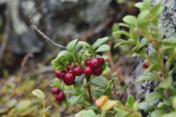 Ripe red berries of a cowberry close up in bright sunlight