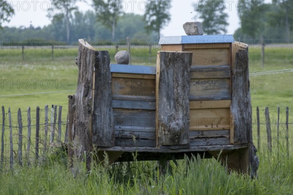 Beehives