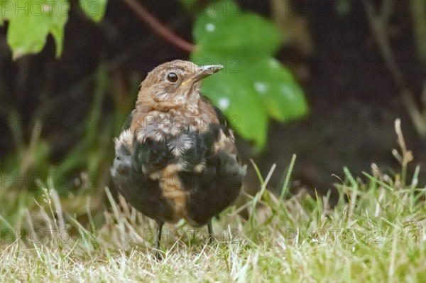 Young bird blackbird foraging