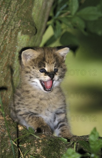 Serval (leptailurus serval), Cub calling