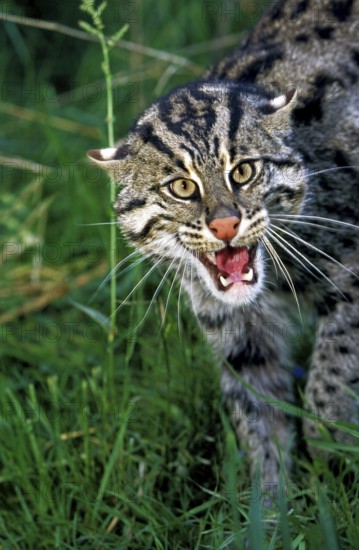 Fishing Cat (prionailurus viverrinus), Adult Snarling