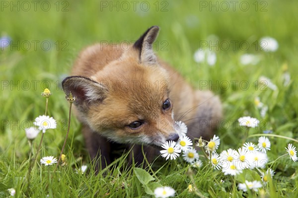 Red Fox (vulpes vulpes), Cub sitting with Flowers, Normandy