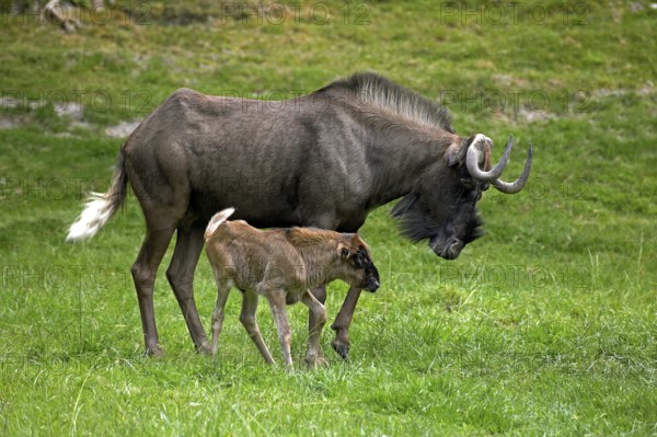 Black Wildebeest (connochaetes gnou), Female with Calf on Grass