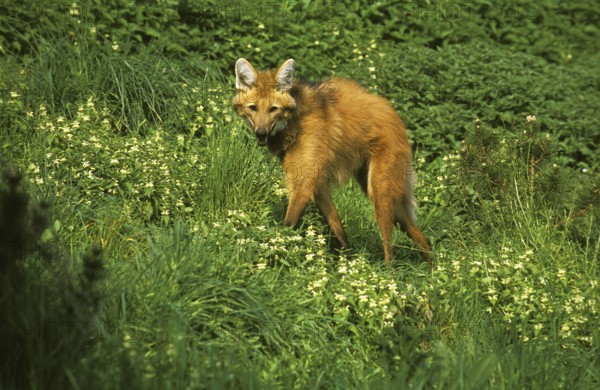 Maned wolf (chrysocyon brachyurus), adult