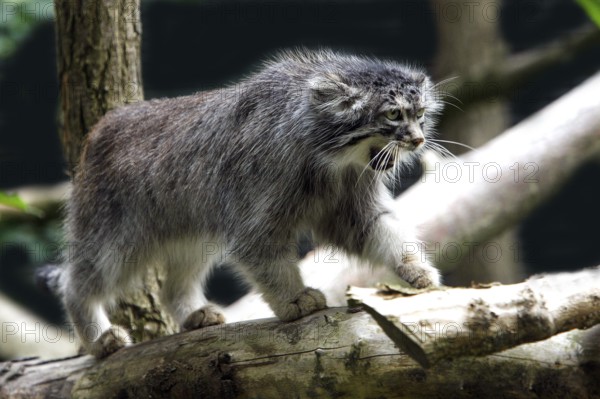 Pallas's cat (Otocolobus manul) OR PALLAS CAT, ADULT AT THE BRANCH