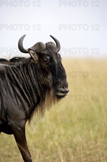 Blue Wildebeest (connochaetes taurinus), Portrait of Adult, Masai Mara Park in Kenya
