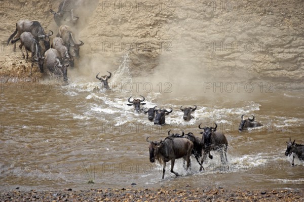 Blue Wildebeest (connochaetes taurinus), Herd migrating, Crossing Mara River, Masai Mara Park in Kenya
