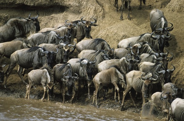 Blue Wildebeest (connochaetes taurinus), Herd crossing Mara River during Migration, Masai Mara Park in Kenya