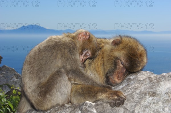 Barbary Macaques (Macaca sylvanus), Gibraltar (Macaca sylvana)