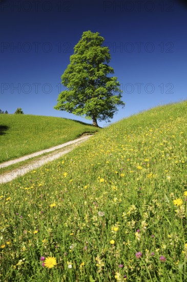 Common beech (Fagus sylvatica) and mountain meadow, Bavaria, Beech, Germany, Europe