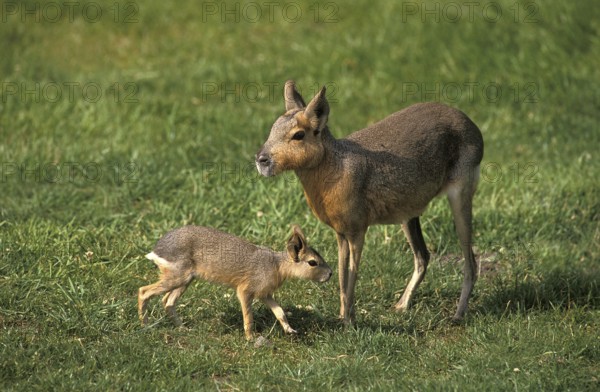 Mara (dolichotis patagonum), Female with Young on Grass