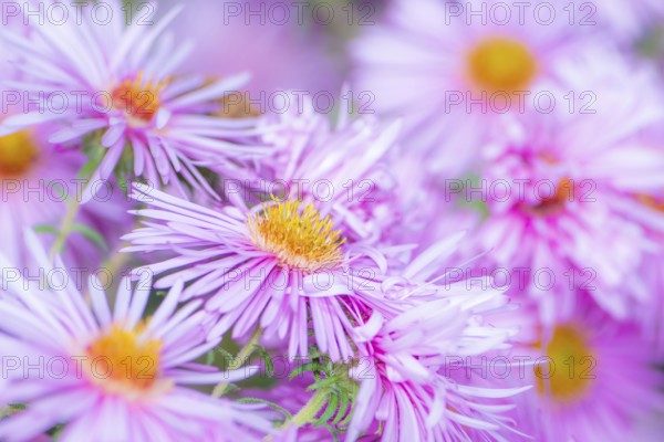 Closeup of pink aster flowers in the garden