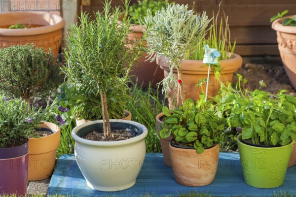 Outdoor flower pots for small garden, patio or terrace