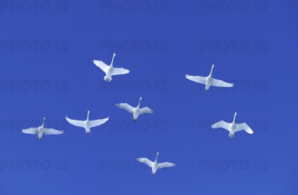 Whooper swan (cygnus cygnus), adult in flight against blue sky, Hokkaido Island in Japan