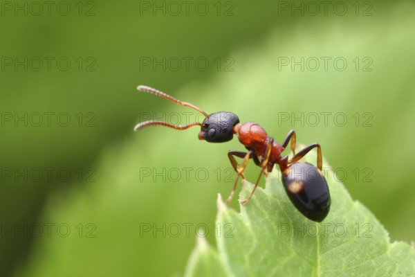 Four-point ant (Dolichoderus quadripunctatus) on reconnaissance