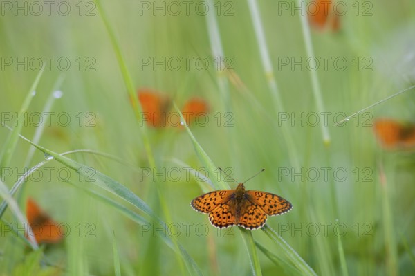 Lesser marbled fritillary (Brenthis ino) Rhineland-Palatinate, Germany, Europe