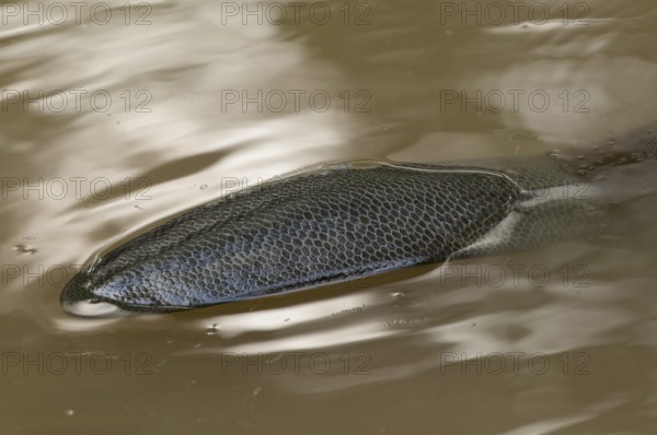 European beaver (Castor fiber), tail, Rosenheim, Bavaria, Germany, Europe