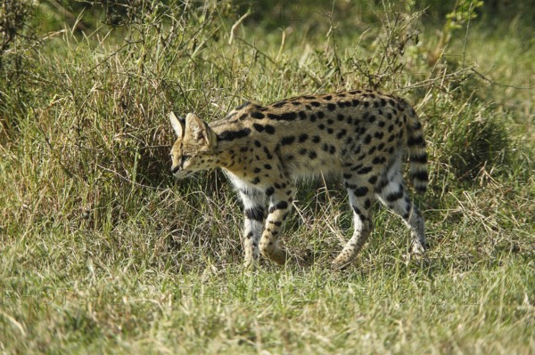 Serval (leptailurus serval), adult, Masai Mara Park in Kenya
