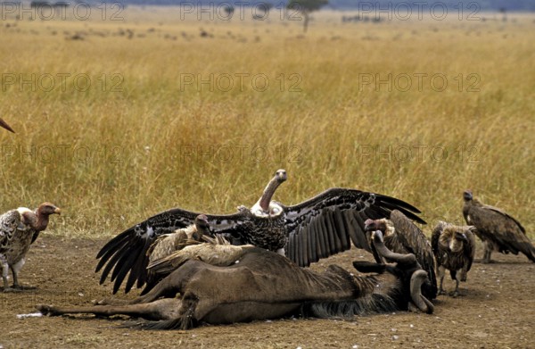 Ruppell's Vulture, gyps rueppelli, Group on a Kill, a Wildebeest, Masai Mara park in Kenya
