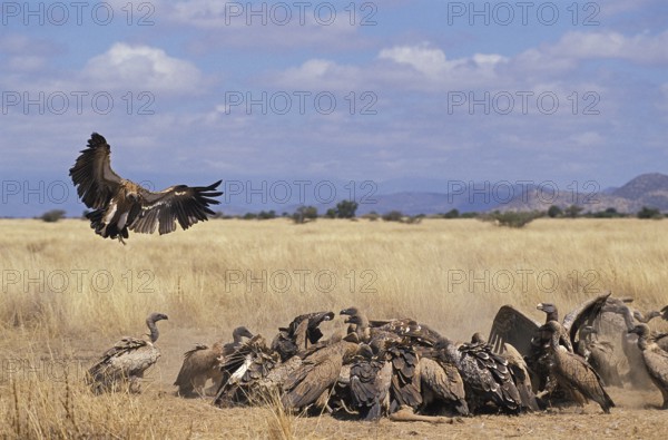 Ruppell's vulture, gyps rueppelli, group eats wildebeest carcass, Masai Mara Park in Kenya