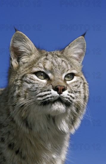 BOBCAT (lynx rufus), PORTRAIT OF ADULT, CANADA