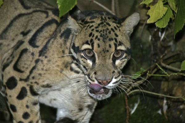 CLOUDED LEOPARD (neofelis nebulosa), PORTRAIT OF ADULT WITH TONGUE OUT