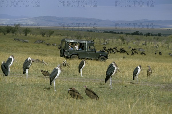 Tourist in 4-wheel drive vehicle watching Marabou storks, Masai Mara Park in Kenya