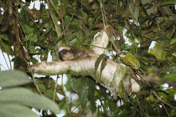 Pale-throated sloth (Bradypus tridactylus), Costa Rica, Central America