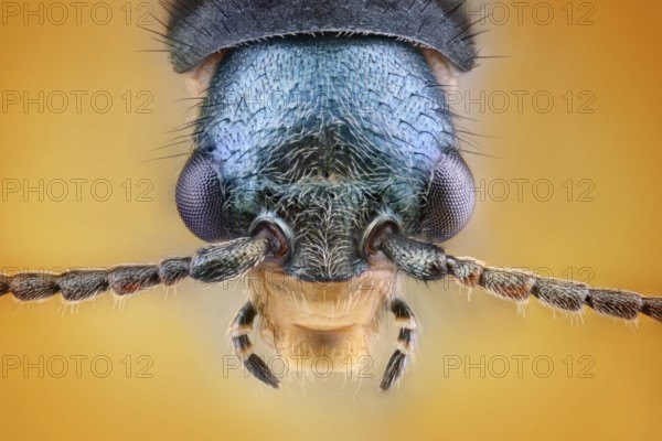 Head of a weevil (Malachius bipustulatus)