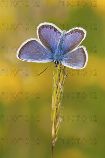 Silver-studded blue (Plebejus argus) male, North Rhine-Westphalia, Germany, Europe