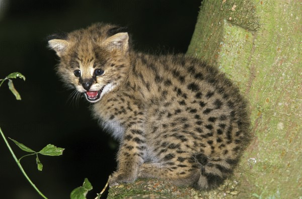 SERVAL (Leptailurus serval), JUNGES MIAUEN