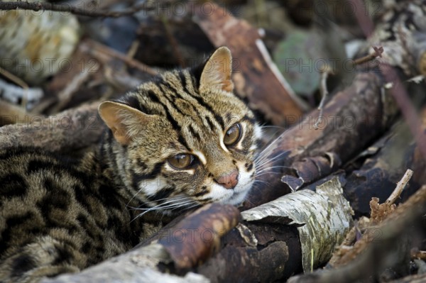 Leopard Cat (prionailurus bengalensis)