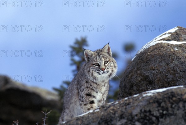 Bobcat (lynx rufus), Adult standing on Rocks, Canada, North America