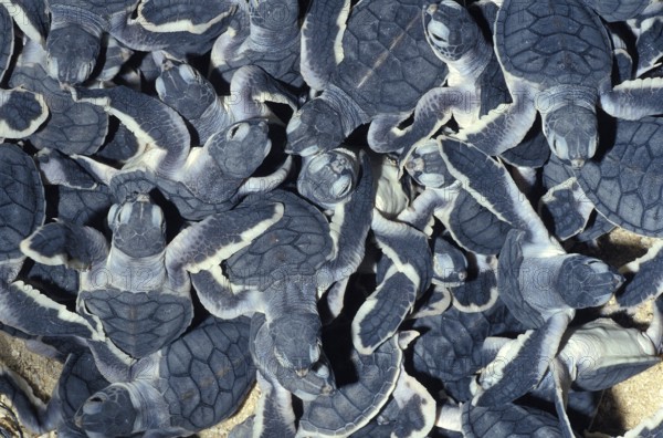 Green Sea Turtle (chelonia mydas), Hatchlings going to Sea, Malaysia, Asia