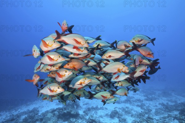 Humpback Snapper, Felidhu Atoll, Maldives (Lutjanus gibbus)