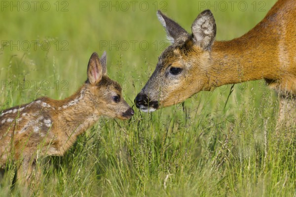 European roe deer (Capreolus capreolus) Doe with fawn, fawn