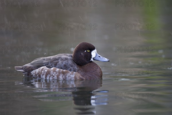 Bergente, Aythya marila, Greater Scaup