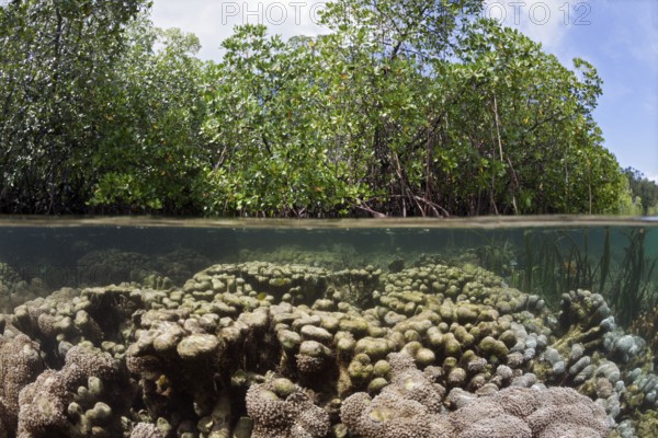 Corals under mangroves, Raja Ampat, West Papua, Indonesia, Asia